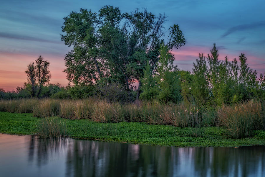 Trees and Marsh at Sunrise Photograph by Marc Crumpler