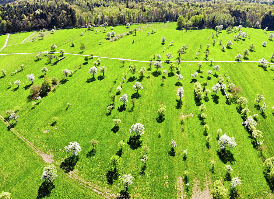 Trees and meadow in spring aerial view Photograph by Matthias Hauser