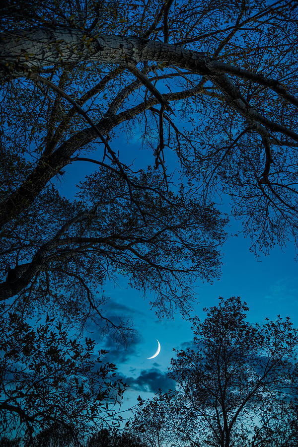 Trees And Moon Photograph