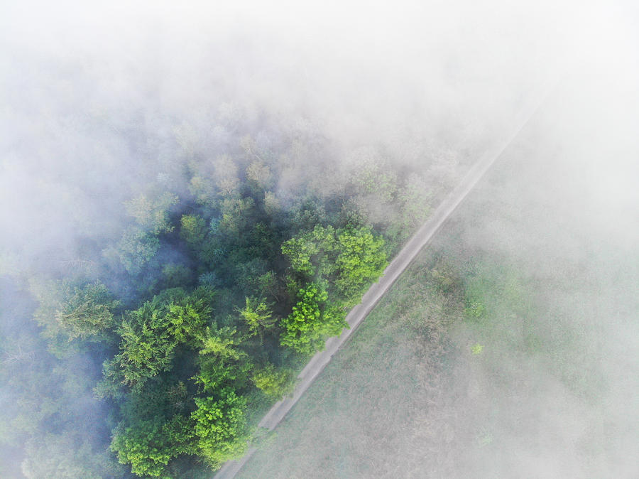 Tree Photograph - Trees and morning fog aerial view by Matthias Hauser