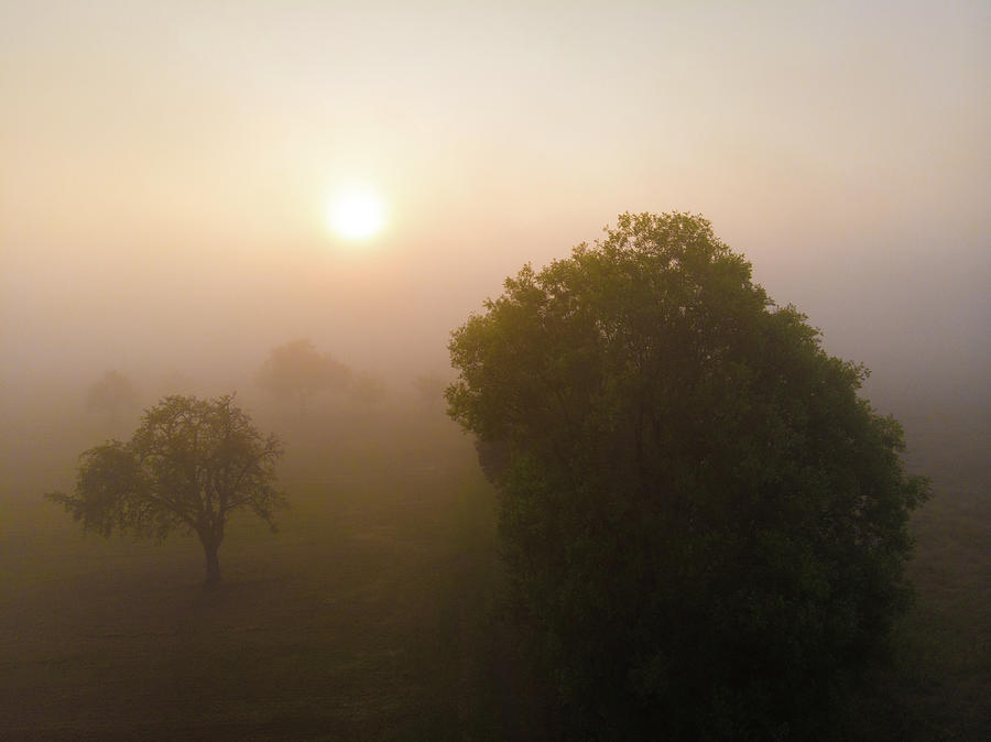 Trees and morning fog at sunrise Photograph by Matthias Hauser
