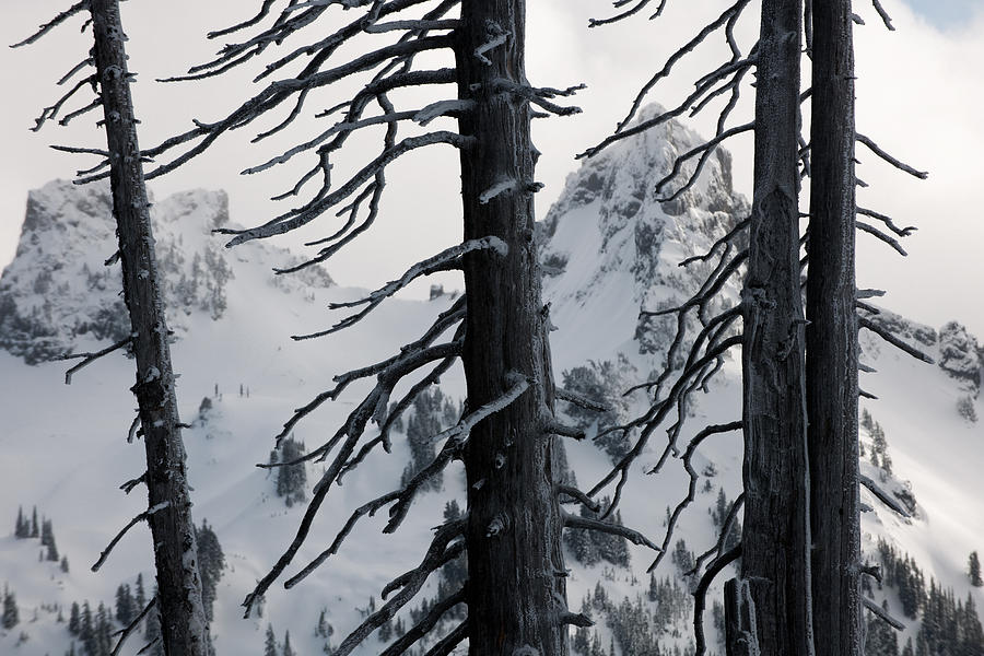 Trees and mountain M135 Photograph by Yoshiki Nakamura