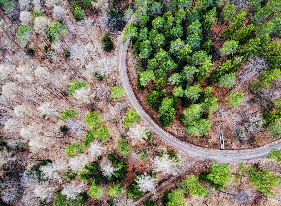 Trees and path from above drone photography Photograph by Matthias Hauser