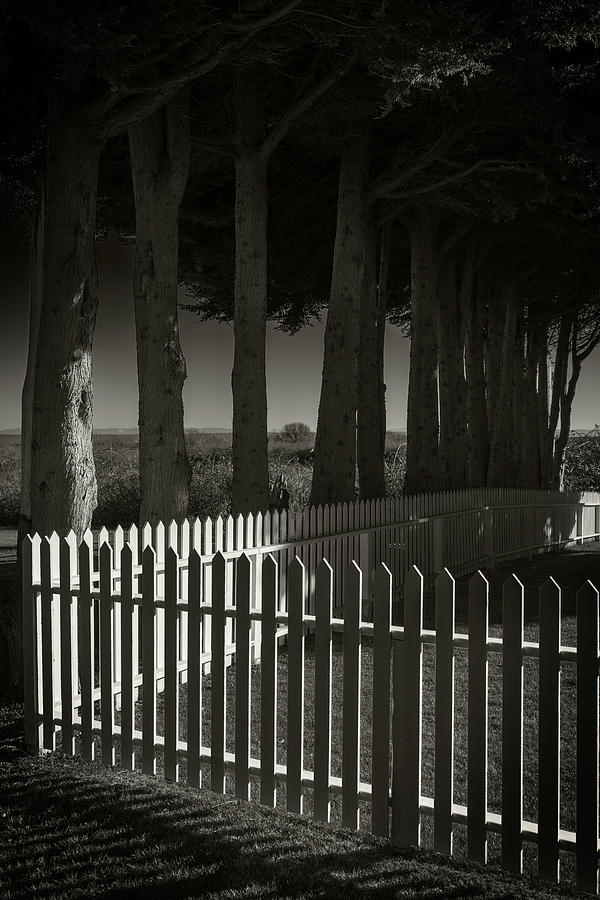 Trees and Pickets Photograph by Bud Simpson