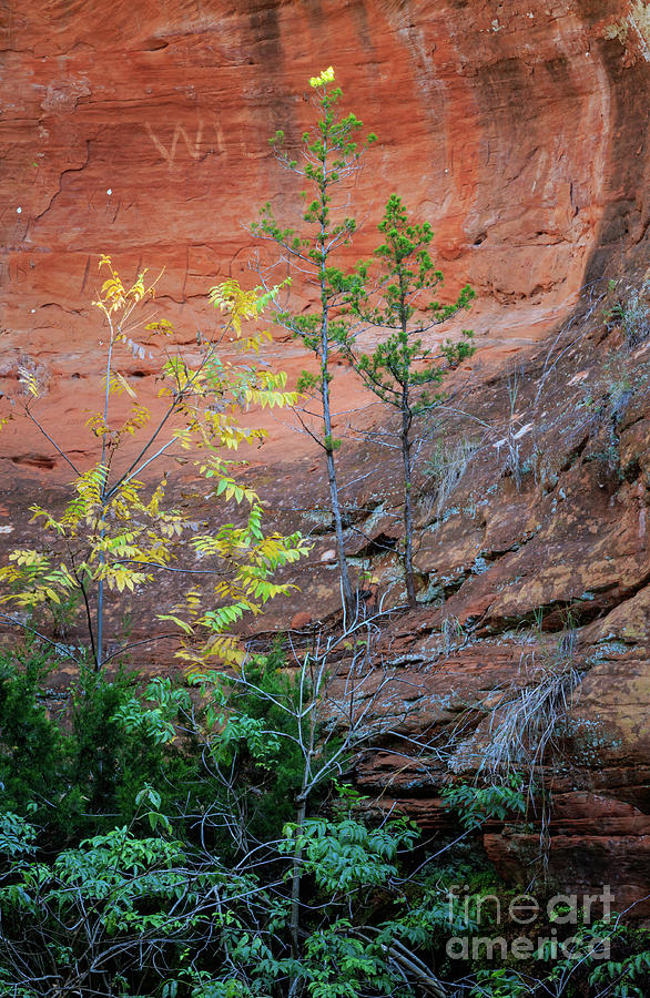 Trees and Red Rock Wall Photograph by Richard Smith