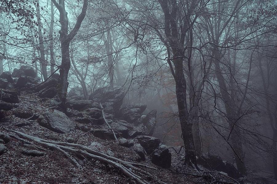 Trees and Rocks in Misty Woods Photograph by Jenny Rainbow