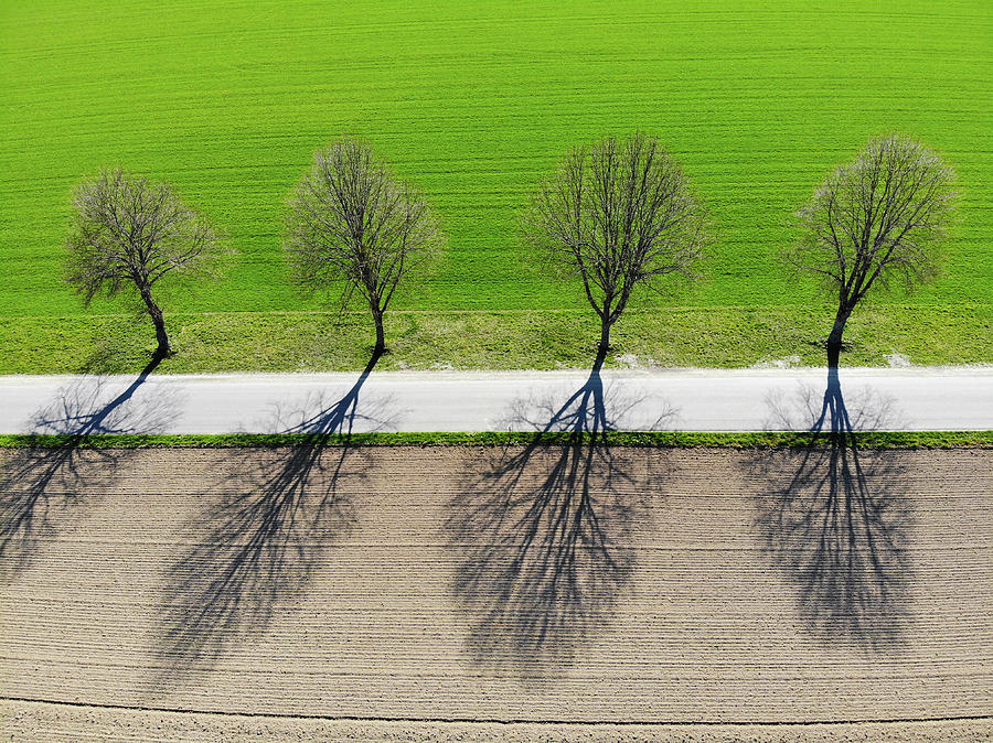 Trees and shadows aerial view Photograph by Matthias Hauser