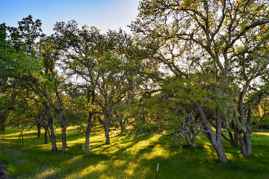 Trees and Shadows Photograph by Debbie Hart | Fine Art America