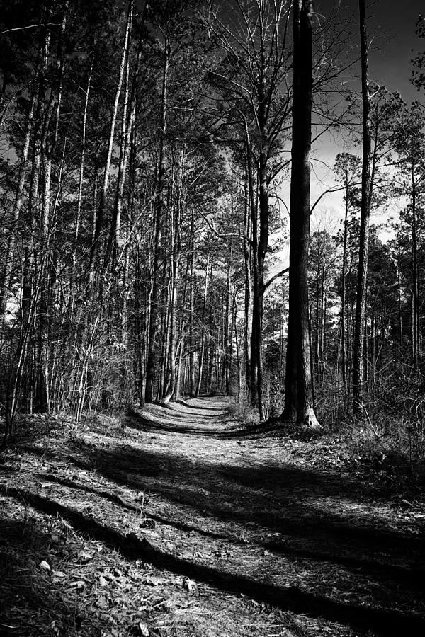 Trees and Shadows Photograph by George Taylor