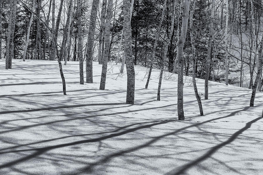 Trees And Shadows Photograph by Tom Singleton