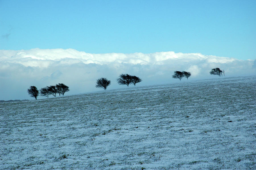 Trees Photograph - Trees and Sky by Nigel Chaloner Trees Photograph - Trees and Sky by Nigel Chaloner