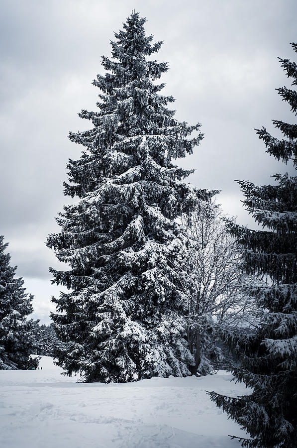 Trees and snow Photograph by Miguel Winterpacht