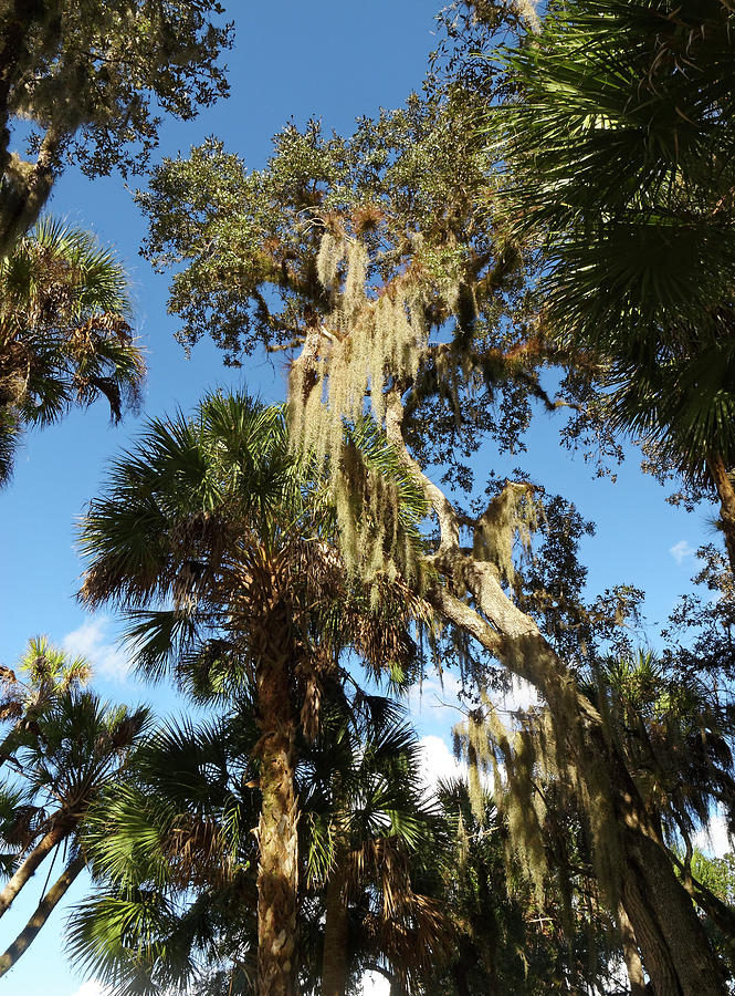 Trees and Spanish Moss Photograph by Sally Weigand