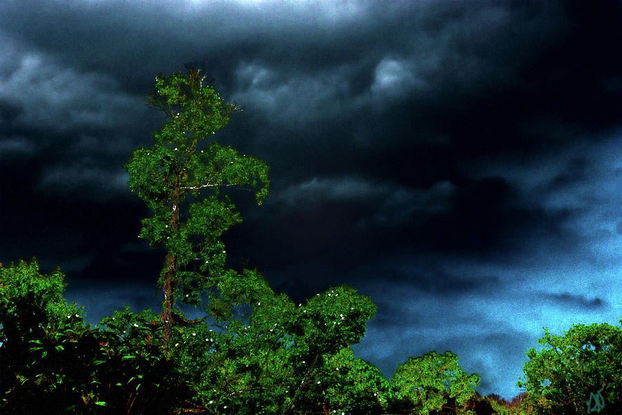 Trees And Storm Clouds In Hdr Photograph