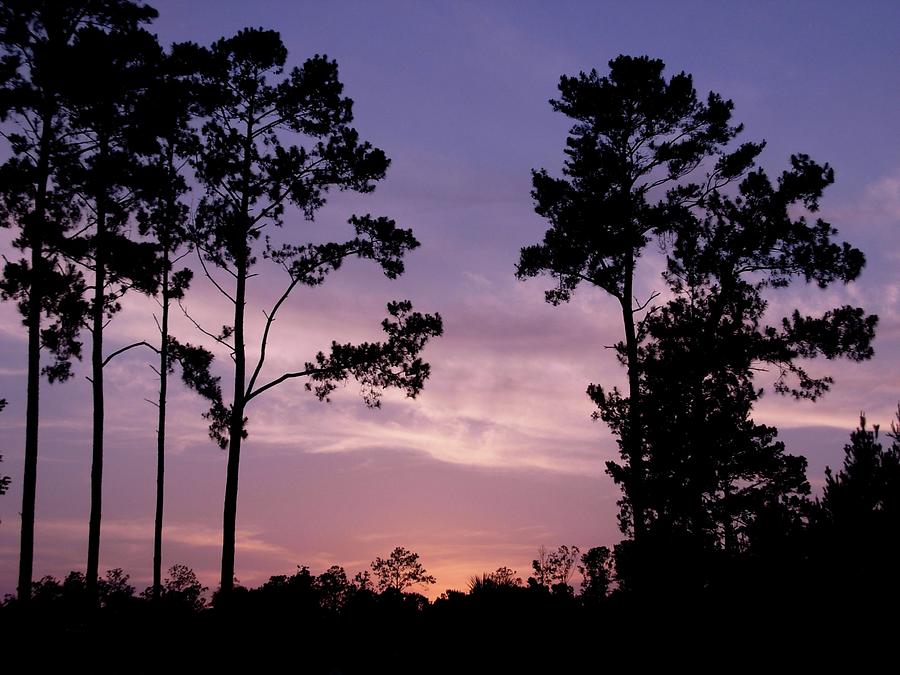 Trees and Sunset Photograph by Jeanne Juhos