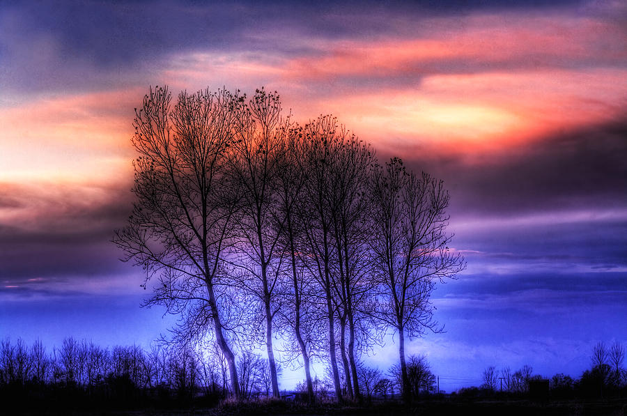 Trees and twilight Photograph by Roberto Pagani