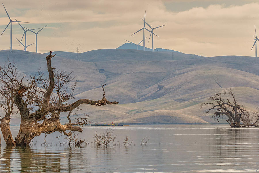 Trees and Wind Turbines at Los Vaqueros Photograph by Marc Crumpler
