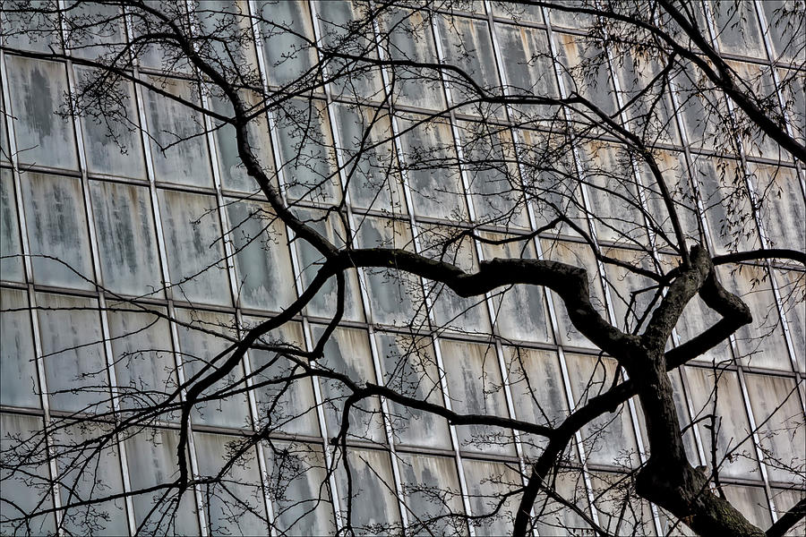 Trees and Windows Photograph by Robert Ullmann