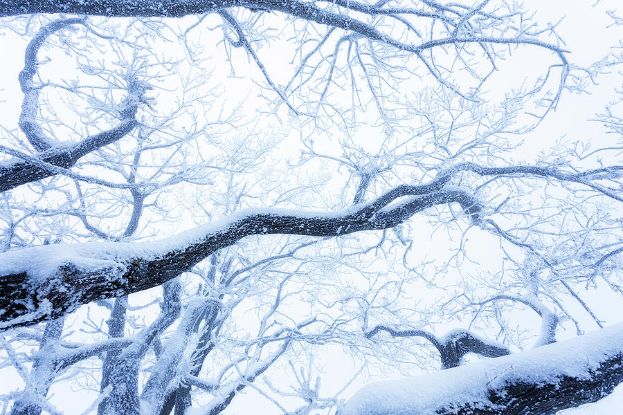 Trees Photograph by Anton Averin - Fine Art America