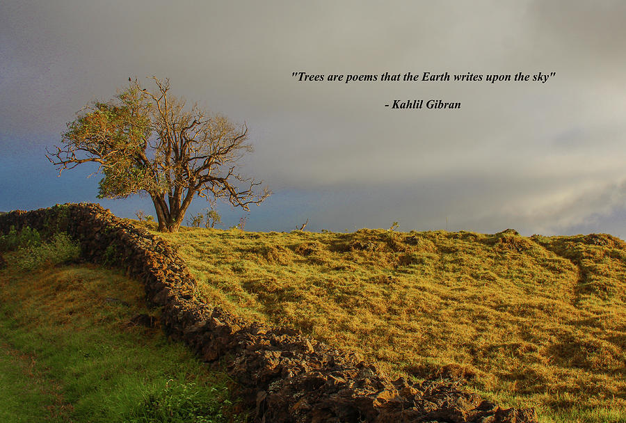 Trees Are The Poem That The Earth Writes upon The Sky Photograph by Venetia Featherstone-Witty