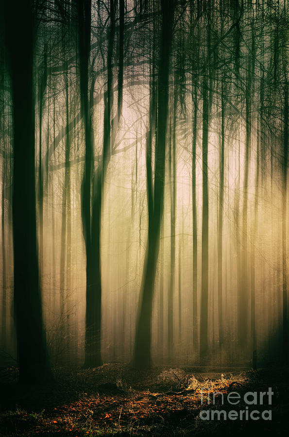 Trees at Dawn Photograph by David Lichtneker