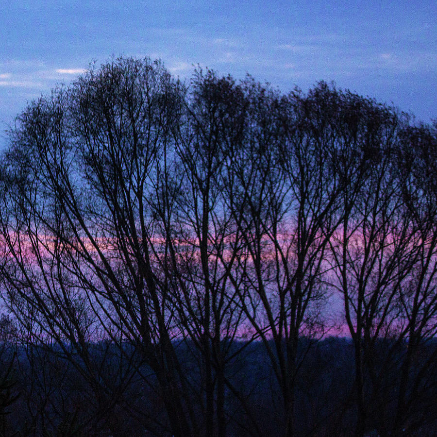 Trees at Dusk Photograph by Ira Marcus