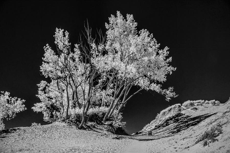 Trees at Sleeping Bear Dunes National Lakeshore Photograph by Randall Nyhof