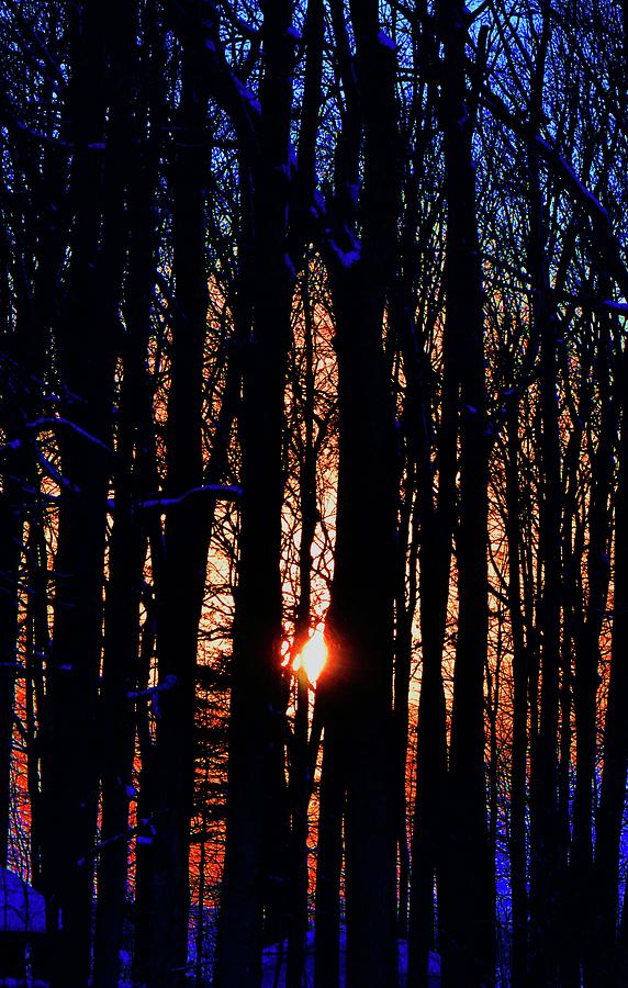 Trees At Sunset Five  Digital Art by Lyle Crump