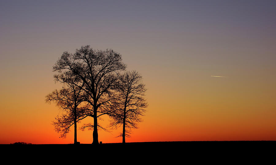Trees At Sunset Photograph