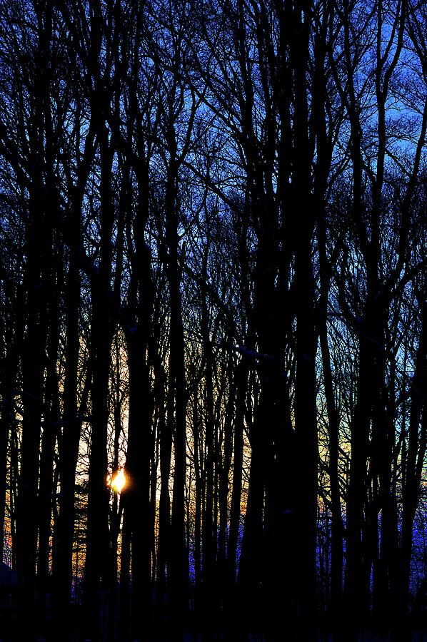 Trees At Sunset Two  Digital Art by Lyle Crump