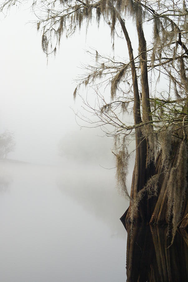 Cypress Photograph - Trees at Teston Lake by Wayne Morgan