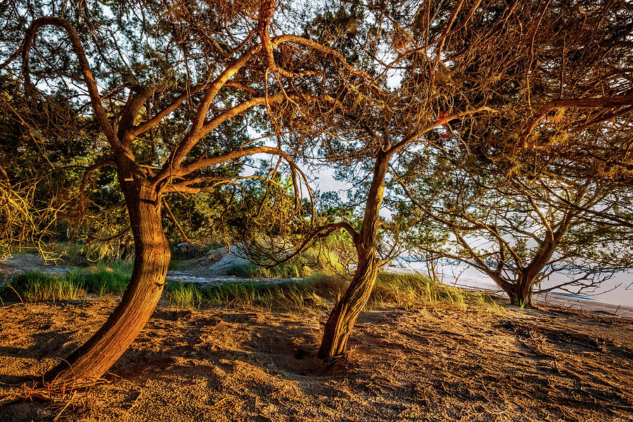 Beach Photograph - Trees at the Dunes by Debra and Dave Vanderlaan