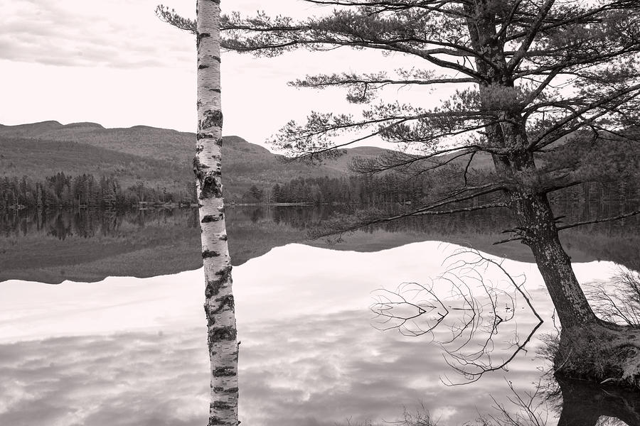 Trees at the Lake Photograph by Nancy De Flon