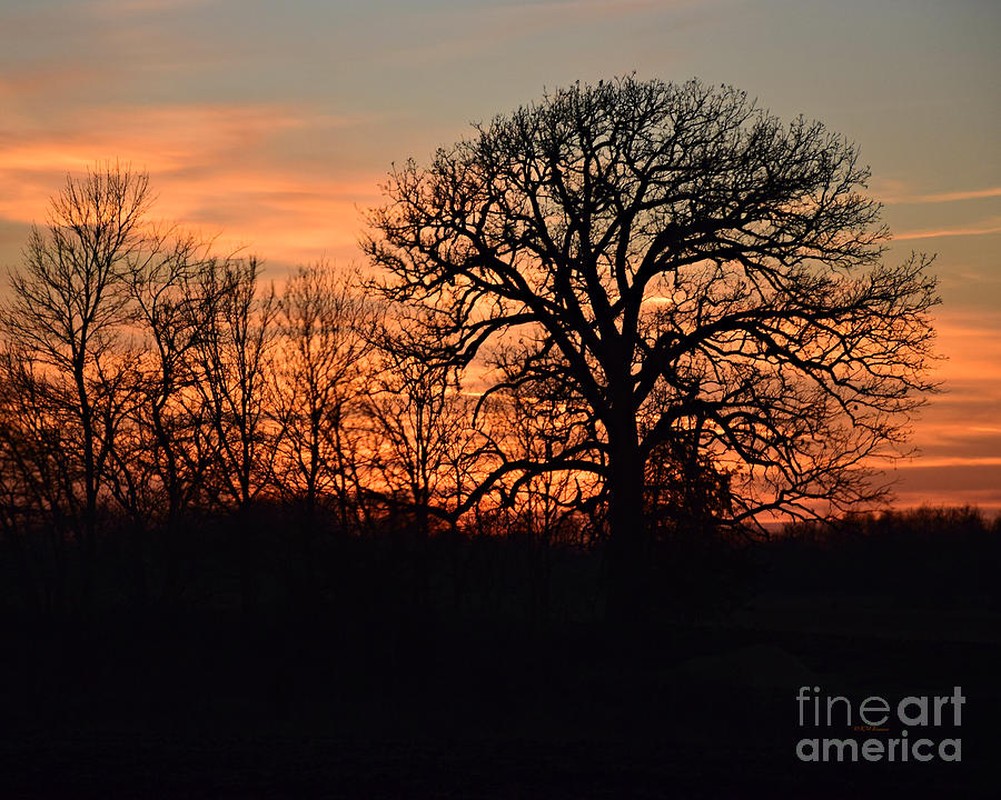 Trees At Twilight Photograph by Kathy M Krause