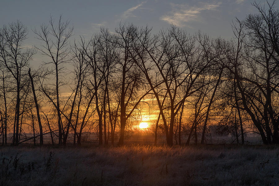 Trees Backlit by Sunrise Photograph by Tony Hake