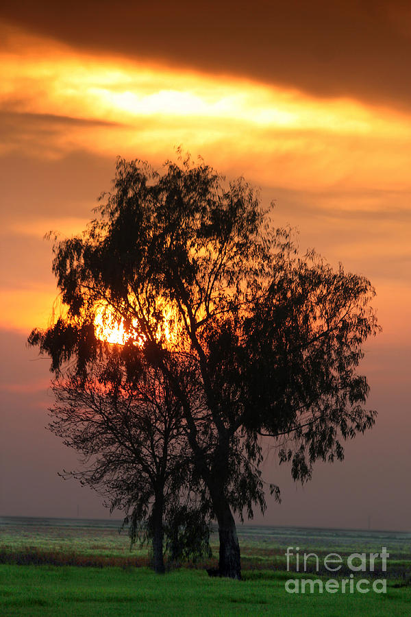 Trees Bathed in Sunset Colors, San Joaquin Valley California USA Photograph by Wernher Krutein