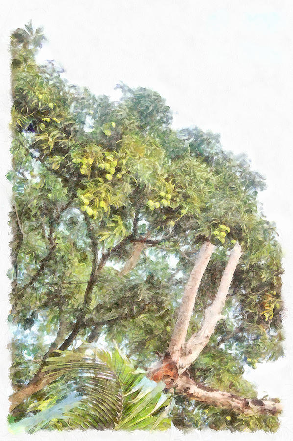 Trees bearing fruits Photograph by Ashish Agarwal