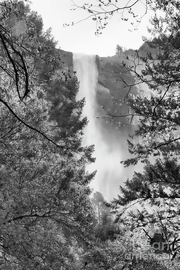 Trees Blanket Yosemite Falls BW Photograph by Chuck Kuhn