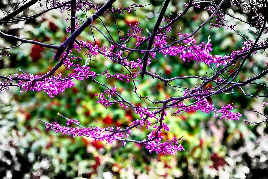 Trees Bloom in the Spring Photograph by John Haldane