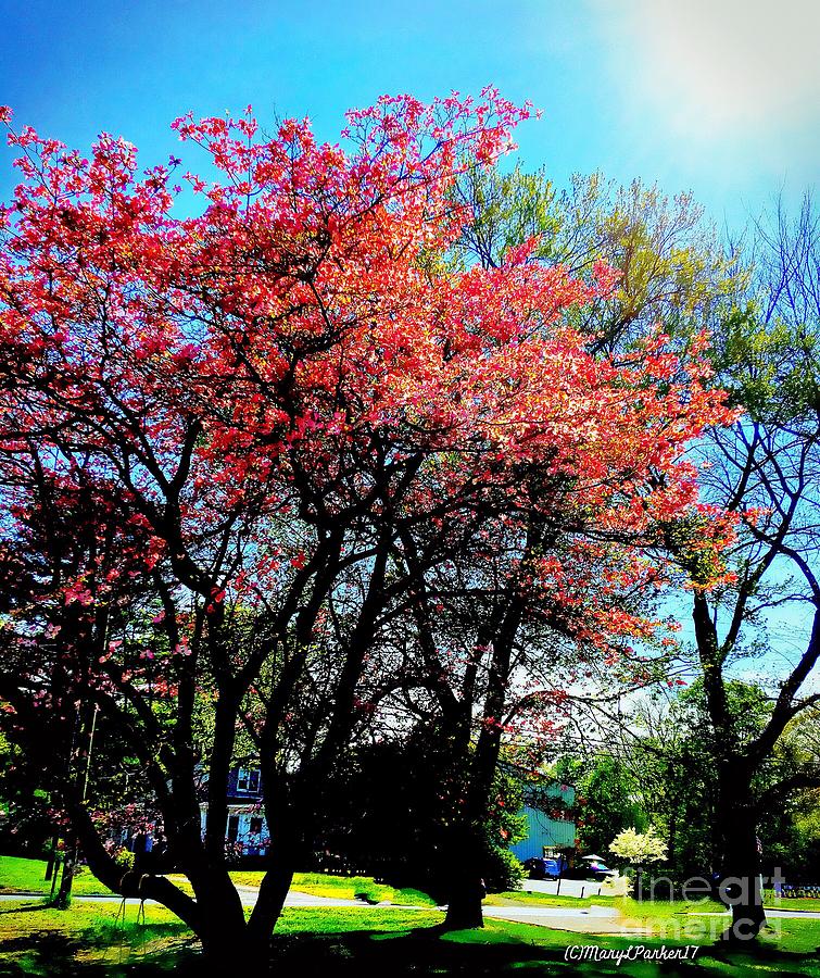 Trees Blooming  Photograph by MaryLee Parker