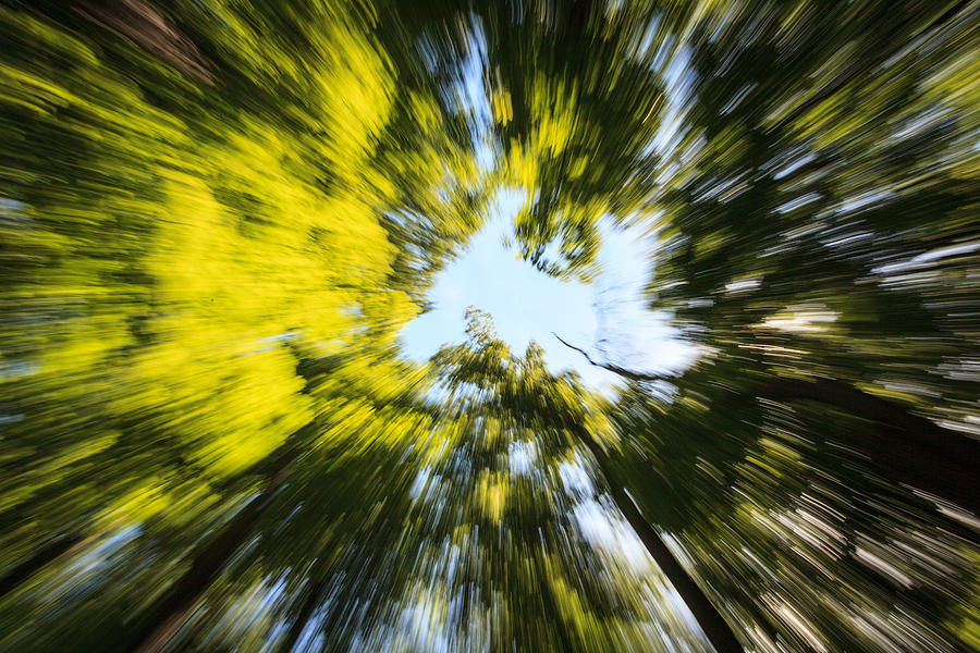 Trees Blur Photograph