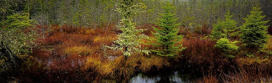Trees Bog and Driizzle - Newfoundland No.2 Photograph by Desmond Raymond