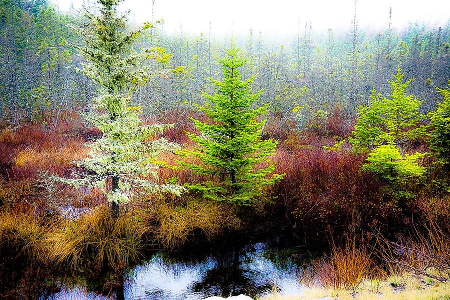 Trees Bog and Drizzle - Newfoundland Photograph by Desmond Raymond