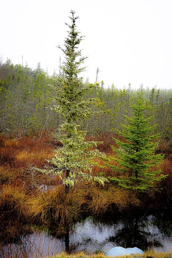 Trees Bog and Drizzle - Newfoundland No.3 Photograph by Desmond Raymond
