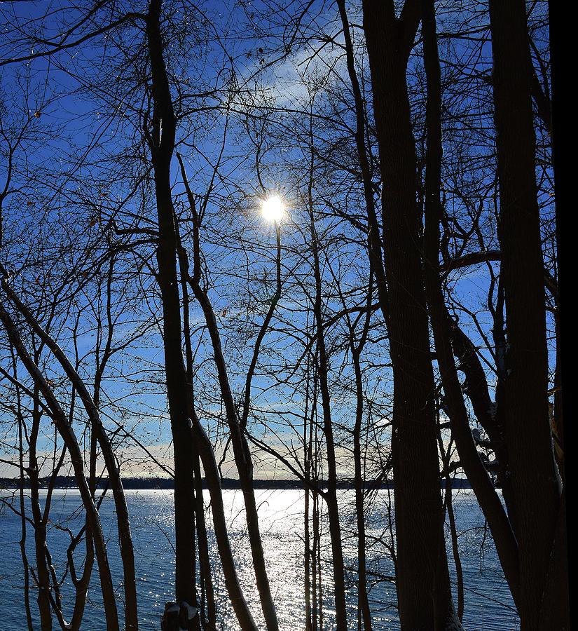 Trees By The Lake In Early Winter Two  Digital Art by Lyle Crump