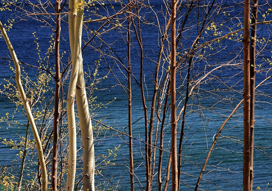 Trees By The Lake  Photograph by Lyle Crump