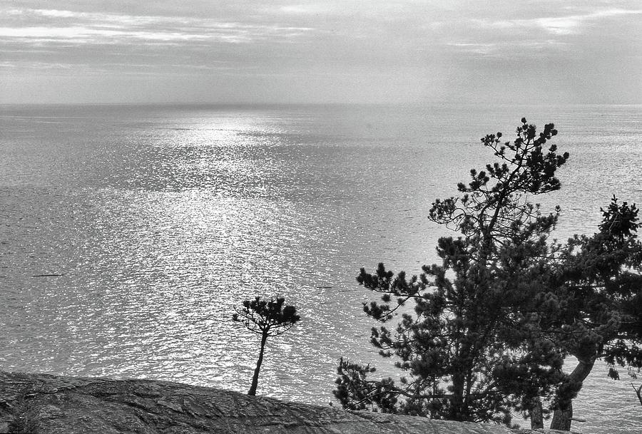 Trees By The Sea BW  Digital Art by Lyle Crump