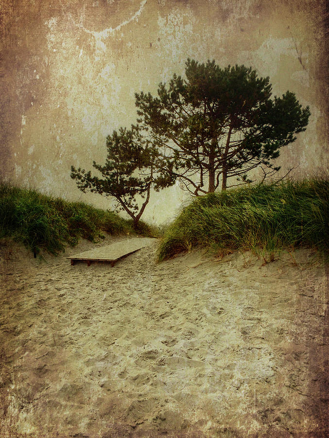 Trees By The Sea Photograph by Patrice Zinck