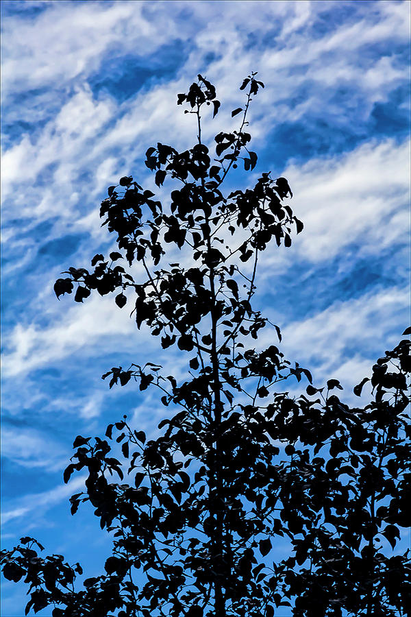Trees Clouds and Leaves Photograph by Robert Ullmann