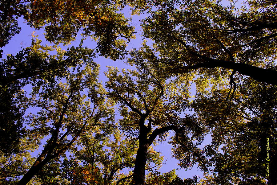 Trees Conversing Photograph by Deborah  Crew-Johnson